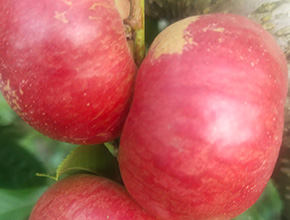 生态景区 绿色农业