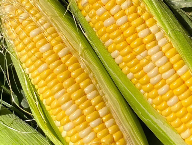玉米