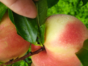 打造特色农业产业链平台