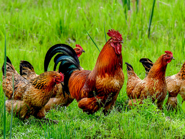 散养生态公鸡