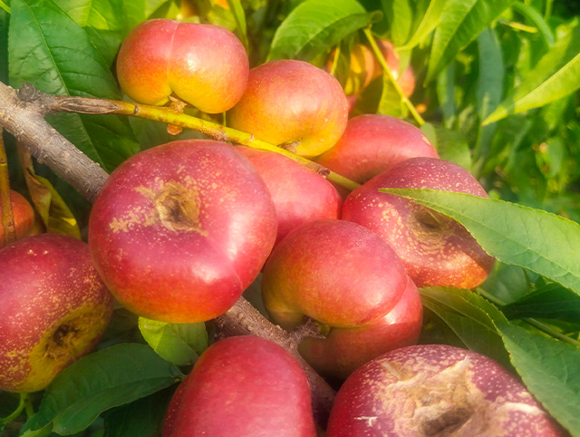 玲珑明月小油蟠桃